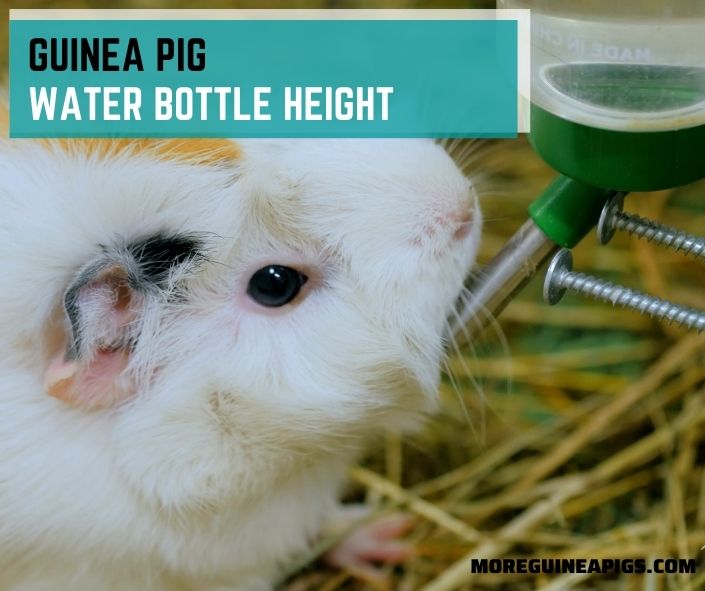 Guinea Pig Water Bottle Height: How High Is Good?