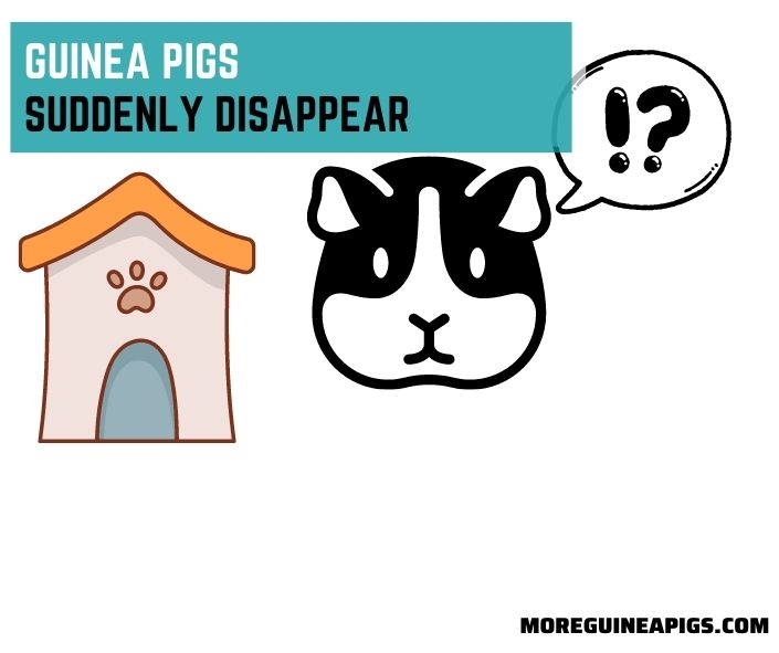 Guinea Pigs Suddenly Disappear: 5 Cause and 2 Tips To Find Them