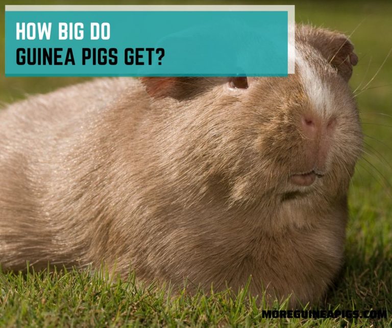How Big Do Guinea Pigs Get?