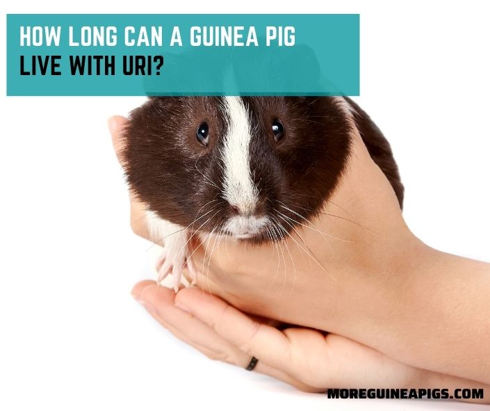 How Long Can a Guinea Pig Live With URI?