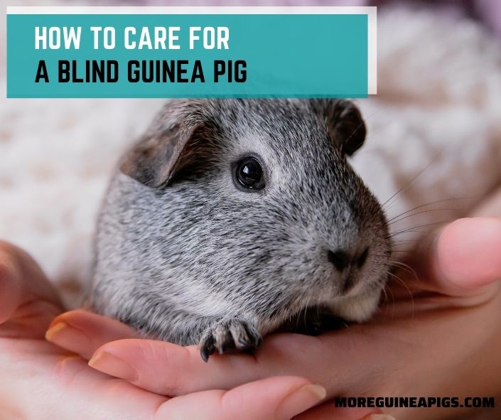 How To Care For A Blind Guinea Pig
