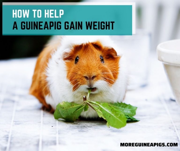 How to Help a Guinea Pig Gain Weight
