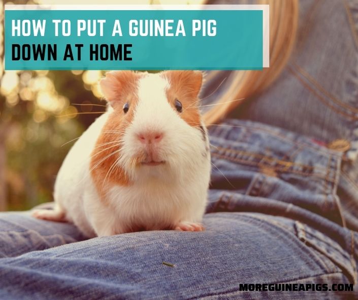 How To Put A Guinea Pig Down At Home
