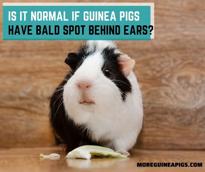 What You Need To Know When Guinea Pigs Have Bald Spot Behind Ears?
