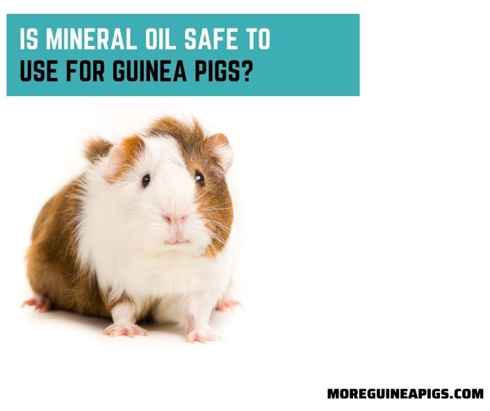 Is Mineral Oil Safe To Use for Guinea Pigs?