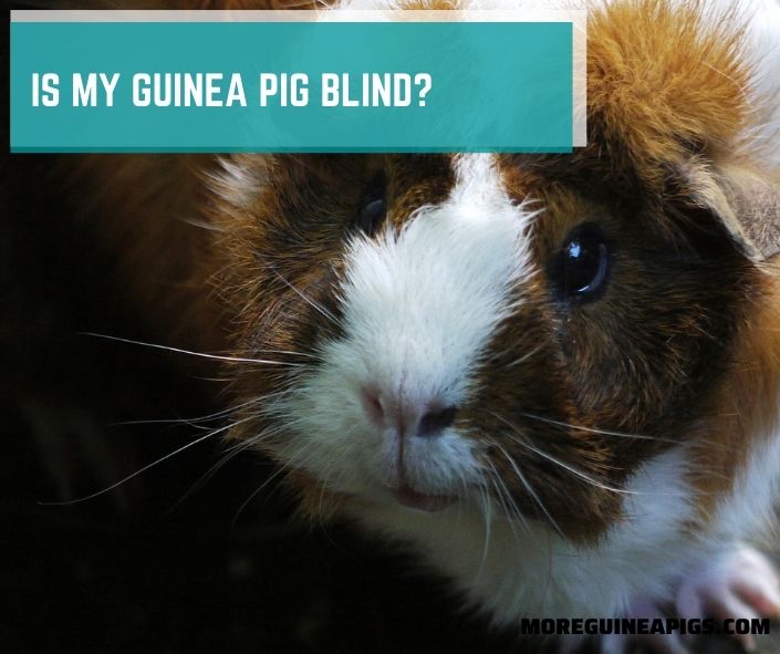 Is My Guinea Pig Blind?