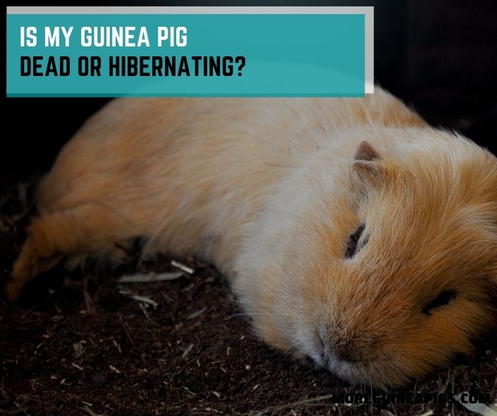 Is My Guinea Pig Dead or Hibernating?