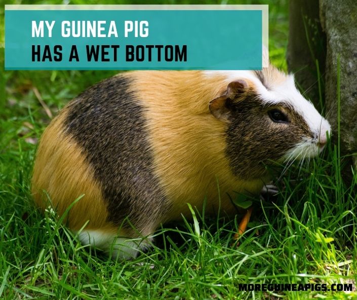 My Guinea Pig Has A Wet Bottom