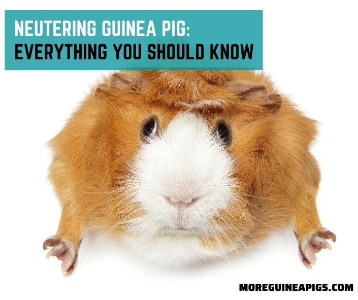 Neutering Guinea Pig: Everything You Should Know