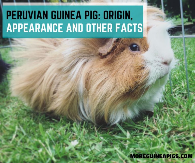 Peruvian Guinea Pig: Origin, Appearance and Other Facts