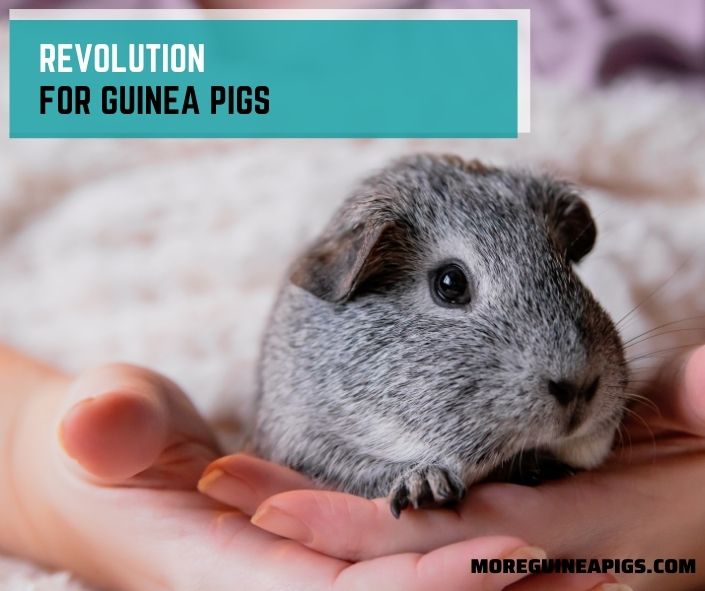 Revolution for Guinea Pigs: Dosing Range and How To Apply