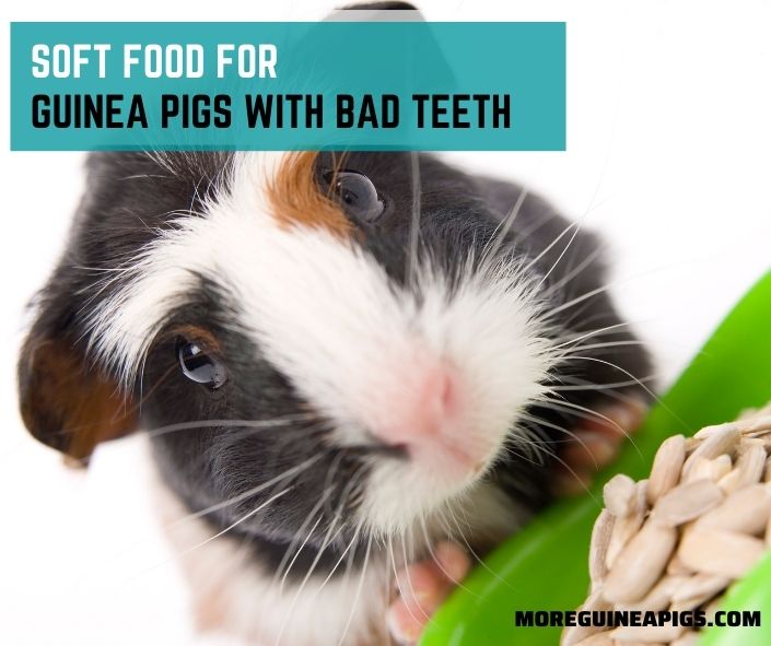 Soft Food for Guinea Pigs with Bad Teeth