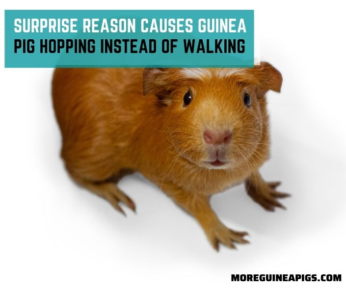 Surprise Reason Causes Guinea Pig Hopping Instead Of Walking