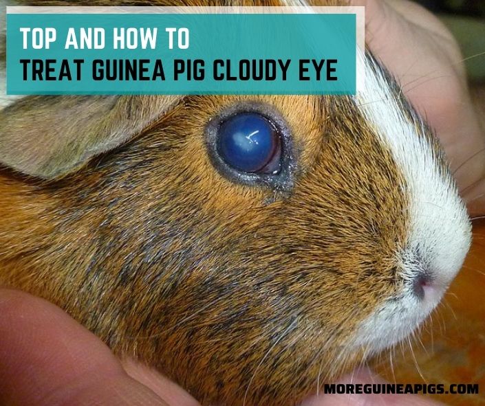 Top 5 Causes and How To Treat Guinea Pig Cloudy Eye
