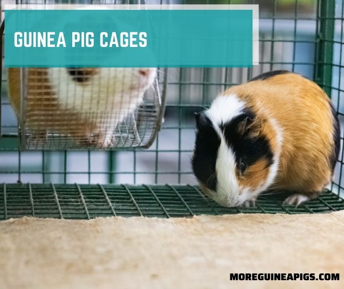 Top 5 Guinea Pig Cages & 7 Factors To Make Perfect Enclosure