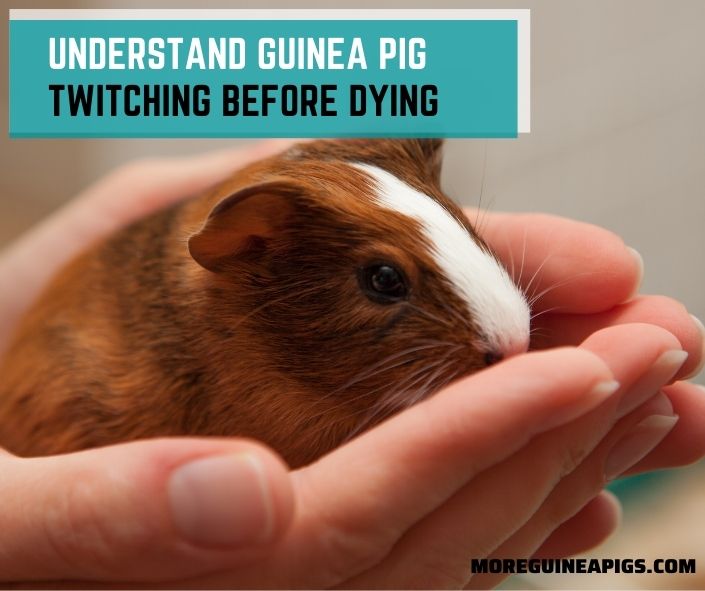 Understand Guinea Pig Twitching Before Dying