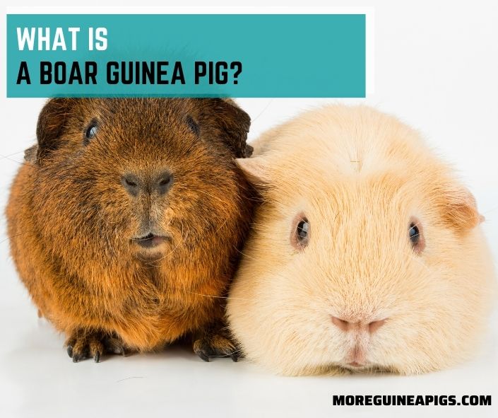 What Is A Boar Guinea Pig?