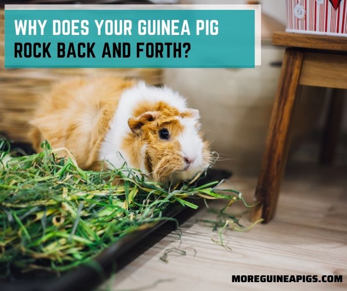 Why Does Your Guinea Pig Rock Back and Forth?