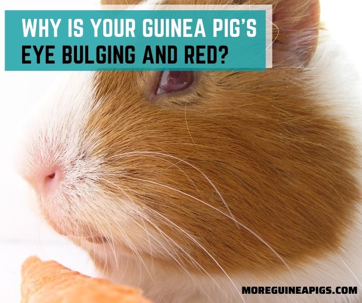 Why Is Your Guinea Pig’s Eye Bulging and Red?