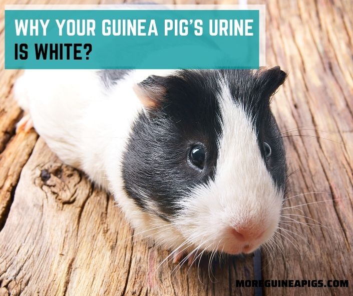 Why Your Guinea Pig’s Urine Is White?
