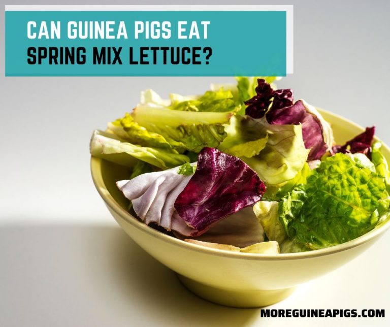 Can Guinea Pigs Eat Spring Mix Lettuce?