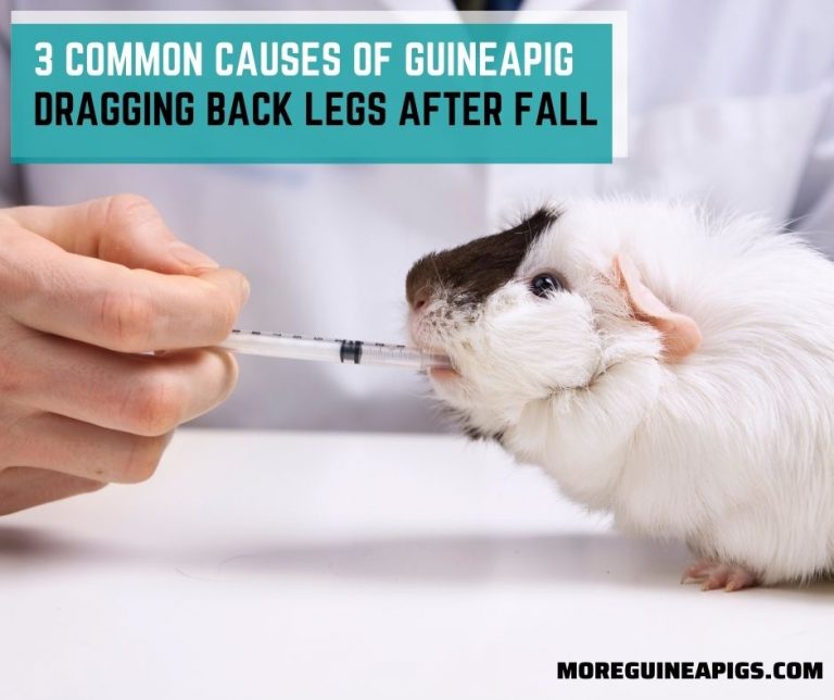 3 Common Causes of Guinea Pig Dragging Back Legs After Fall