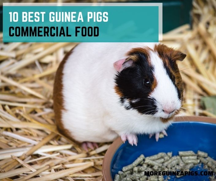 10 Best Guinea Pigs Commercial Food