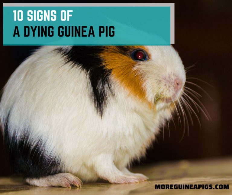 10 Signs Of A Dying Guinea Pig