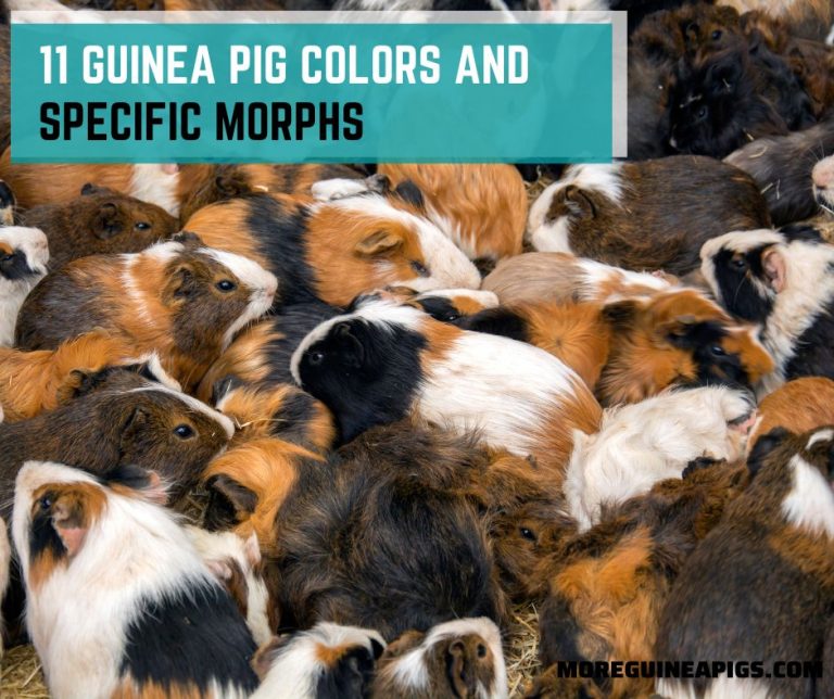 11 Guinea Pig Colors And Specific Morphs