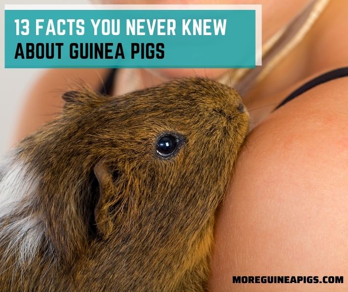13 Facts You Never Knew About Guinea Pigs
