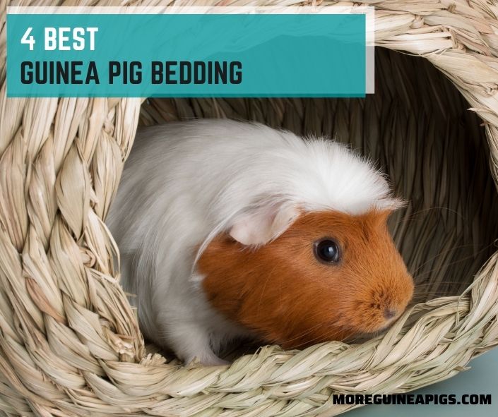 4 Best Guinea Pig Bedding
