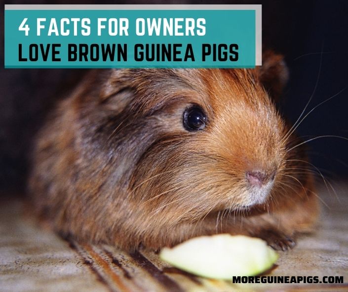 4 Facts for Owners Love Brown Guinea Pigs