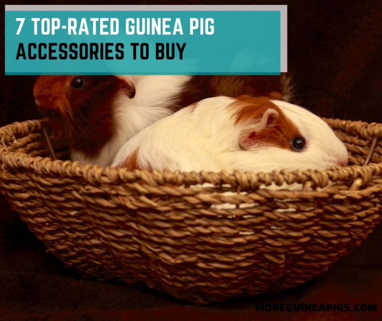 7 Top-Rated Guinea Pig Accessories to Buy