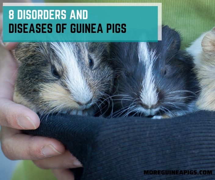 8 Disorders and Diseases of Guinea Pigs
