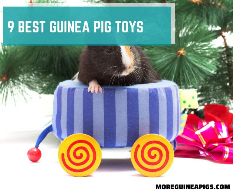 9 Best Guinea Pig Toys