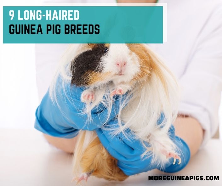 9 Long-haired Guinea Pig Breeds (Plus Tips to care for their Long Hair)