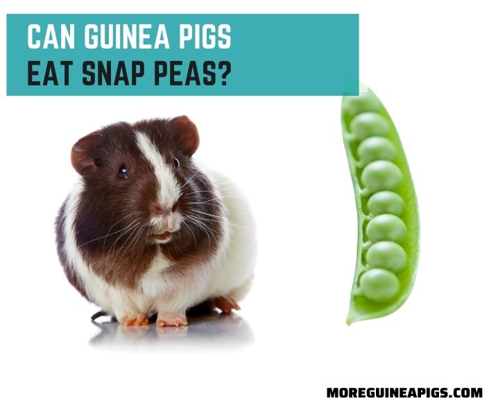 Can Guinea Pigs Eat Snap Peas?