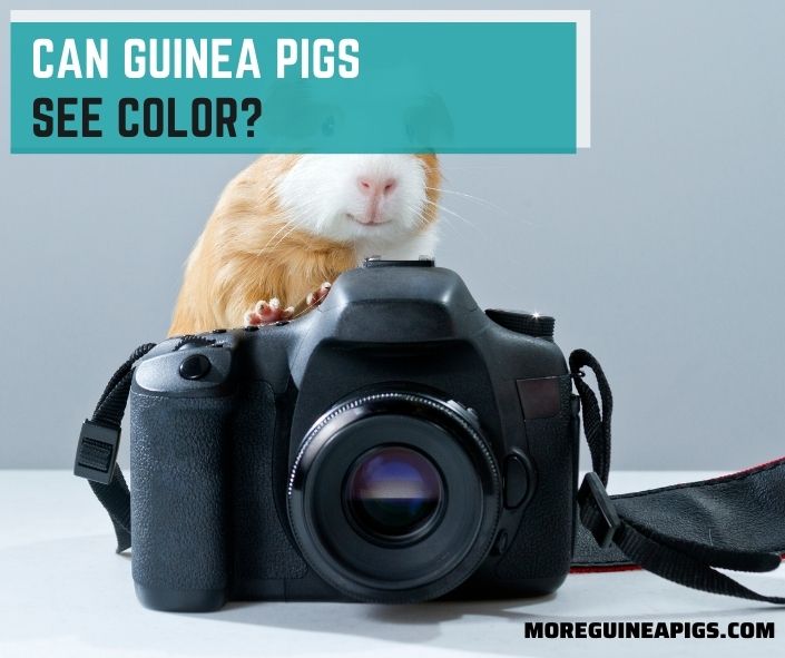 Can Guinea Pigs See Color?