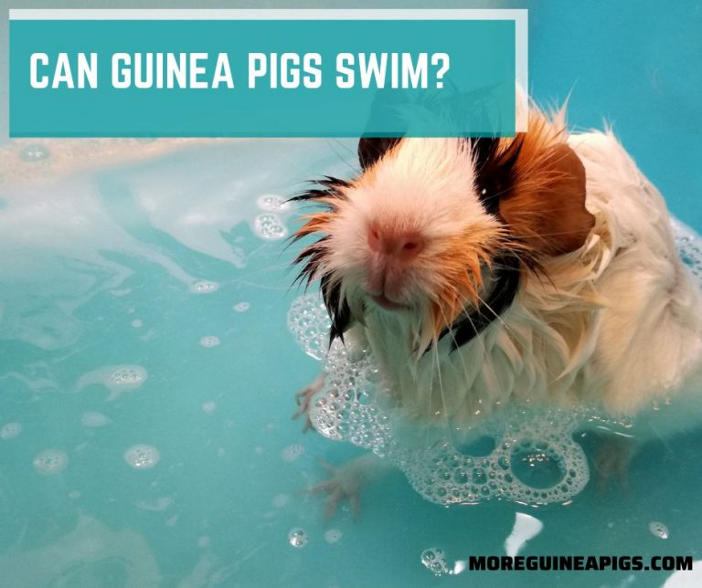 Can Guinea Pigs Swim?