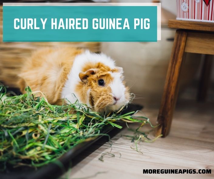 4 Curly Haired Guinea Pig Breeds and 3 Interesting Facts About Them