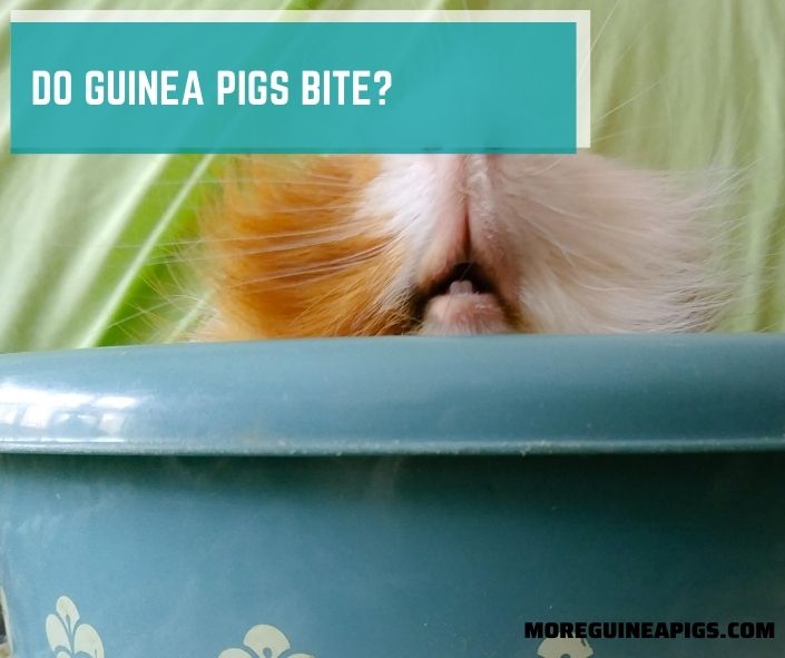 Do Guinea Pigs Bite? – 7 Causes Why Guinea Pigs Bite Suddenly