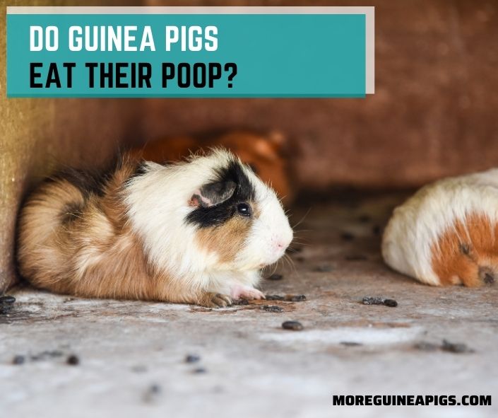 Do Guinea Pigs Eat Their Poop? 4 Fun Facts