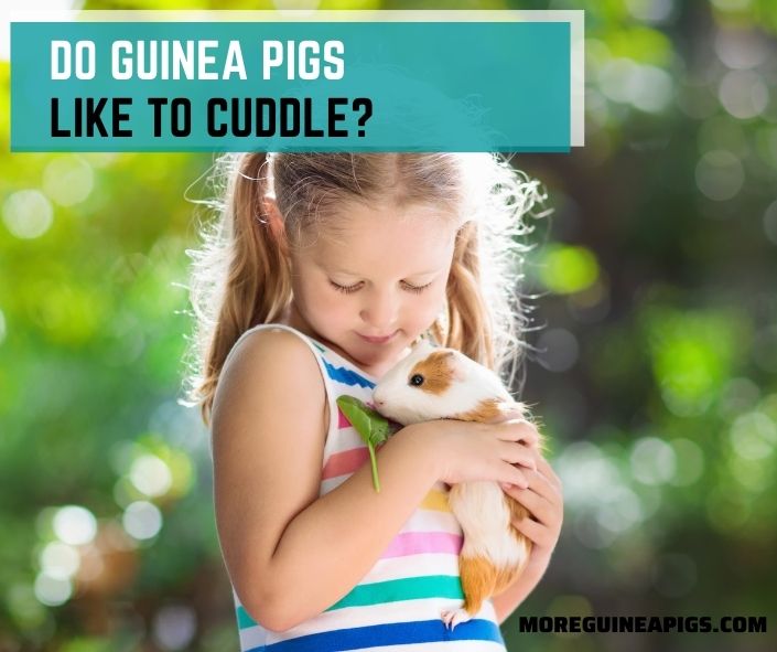 Do Guinea Pigs Like To Cuddle?