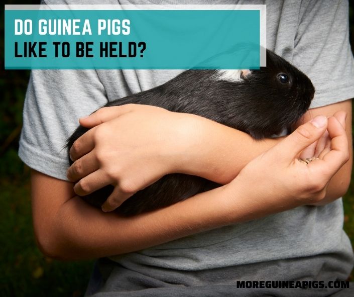 Do Guinea Pigs Like to Be Held?