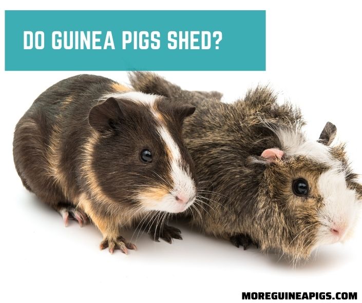 Do Guinea Pigs Shed? Cause and How to Reduce it