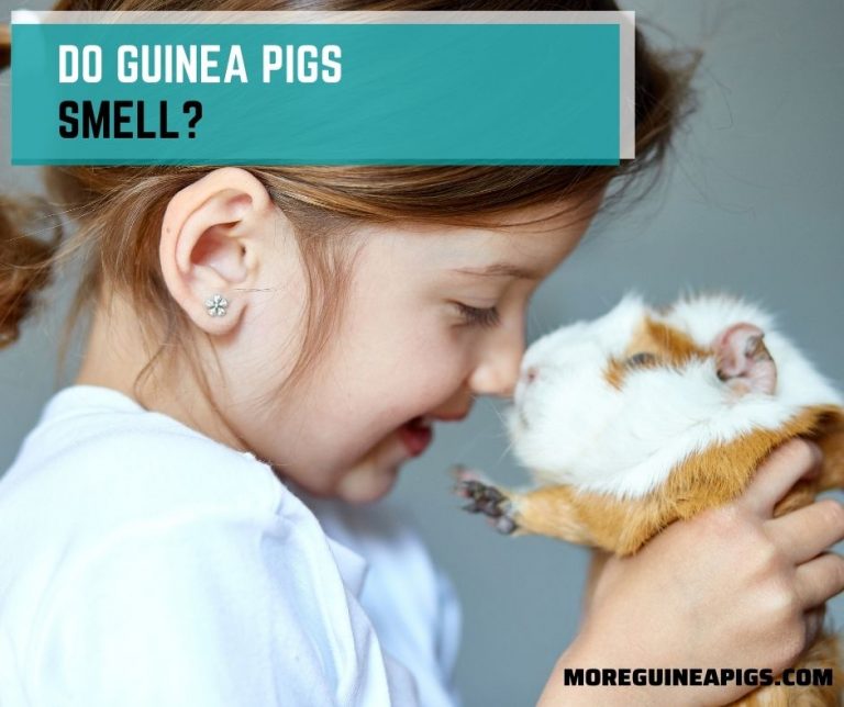 Do Guinea Pigs Smell? Causes, How To Get Rid and Prevent