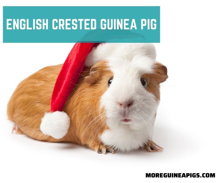 English Crested Guinea Pig: Origin, Appearance and Other Facts