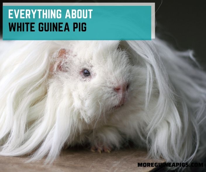Everything About White Guinea Pig