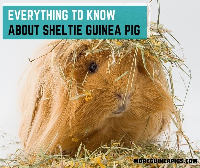 Everything to Know About Sheltie Guinea Pig