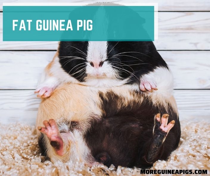 Fat Guinea Pig (Causes & Dangers of Health)